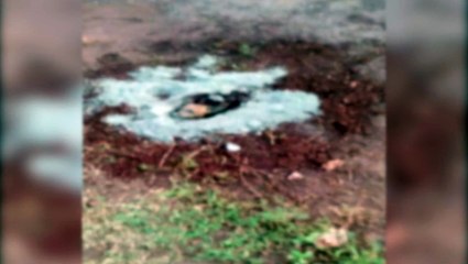 Crueldade: cachorrinho é enterrado vivo na Av. Piquiri segundo internauta
