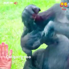 mum gorilla and her baby