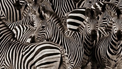 Why do zebras have stripes_