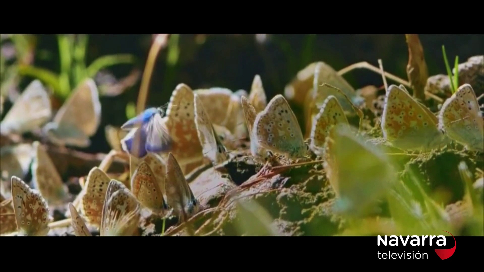 Sección En corto: El último pensionista''