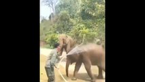 Baby elephant enjoying take a bath, baby elephant bathing video