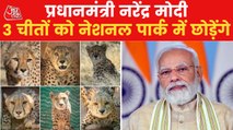 PM Modi to release cheetahs brought from Namibia