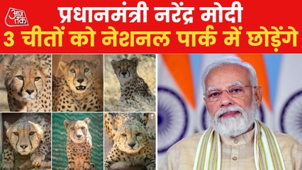 PM Modi to release cheetahs brought from Namibia