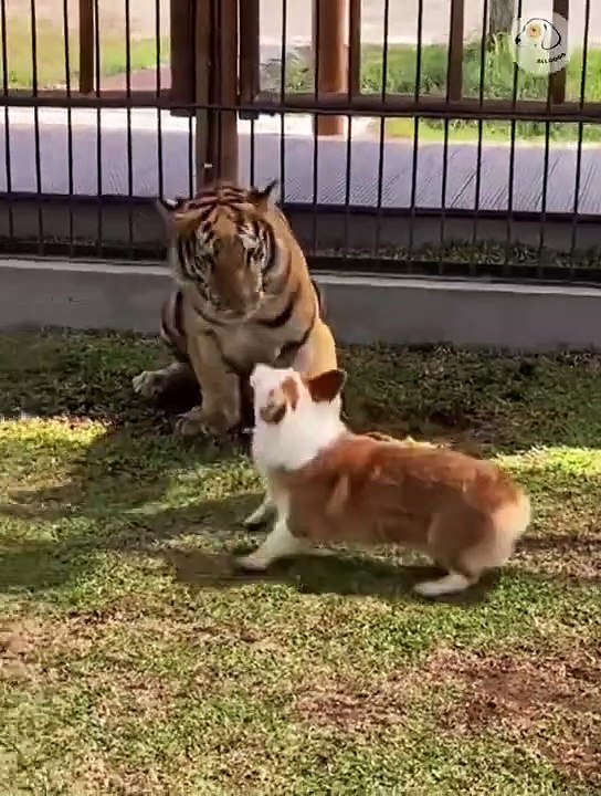Attack Of The Funny Dogs  The Best Videos About Dogs Part-14
