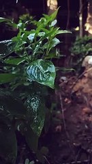 Bina Tere Koi Dilkash Nazara Hum Na Dekhenge WhatsApp Status