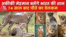Cheetahs from different countries Will Brought to India?