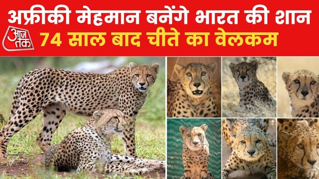 Cheetahs from different countries Will Brought to India?