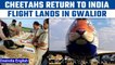 Cheetah Is Back: Flight carrying Cheetahs from Namibia lands in Gwalior | Oneindia news *News