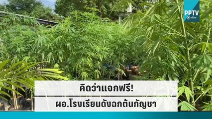 คิดว่าแจกฟรี! ผอ.โรงเรียนดังฉกต้นกัญชา สนง.เกษตร กลางวันแสกๆ | เที่ยงทันข่าว | 17 ก.ย. 65