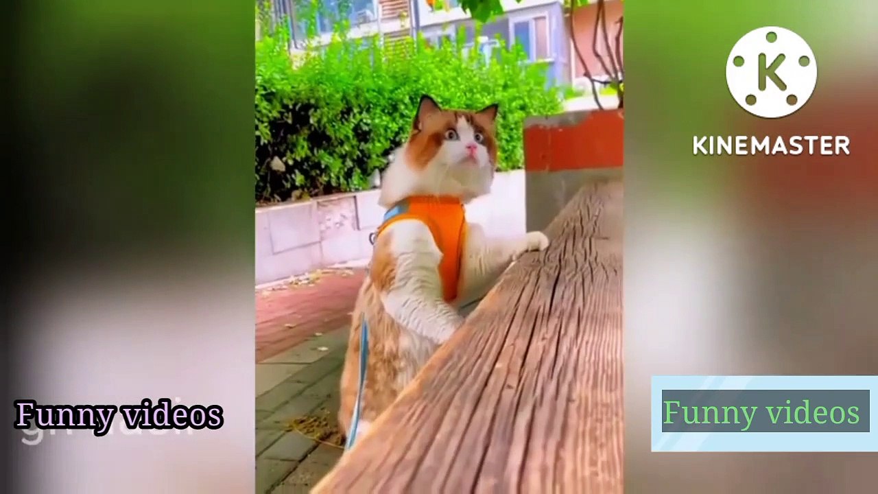 Dog  Fun  _#dogfun