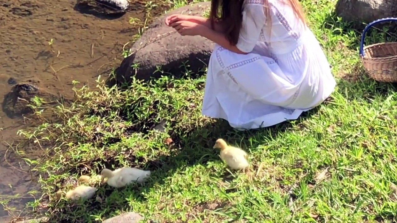 Calming Video of Our Ducklings' First Swim in the Stream (with Anastasia the Mumma Duck)