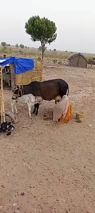 Desi gay gav ki