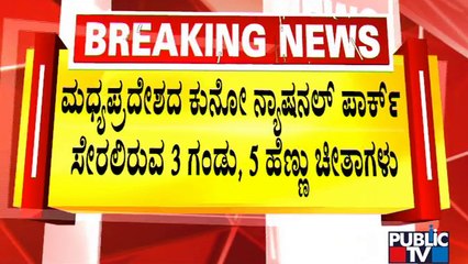 PM Modi To Release 8 Cheetahs In Madya Pradesh National Park Shortly | Public TV