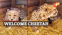 FIRST REVEAL - First of the 8 Cheetahs Brought from Namibia