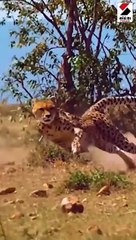 વંદે ભારત ટ્રેન જેટલી ગતિથી દોડે છે ચિત્તાઓ