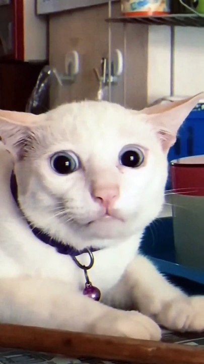 Wow they look amazing  #viral #cat