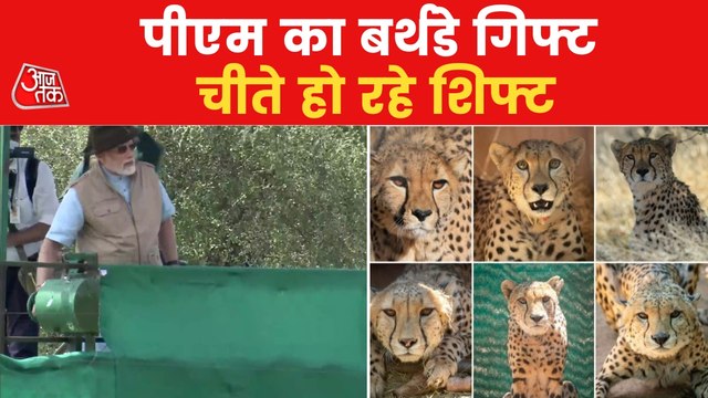 Cheetah to reach Kuno by Chinook helicopter