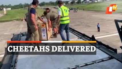 Cheetahs Arrive From Namibia At Gwalior Air Force Station