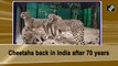 India brings back cheetahs after 70 years