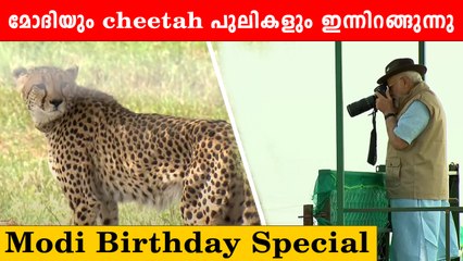 ഇന്ത്യയിൽ cheeta പുലികളെ ഇറക്കി മോദി, ഇനി കളി മാറും