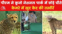 Exclusive: PM releases 3 Leopard in Kuno National Park