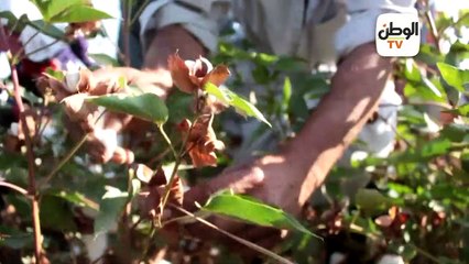 البهجة والفرحة في حصاد القطن بالفيوم: البيت كله بيساعد