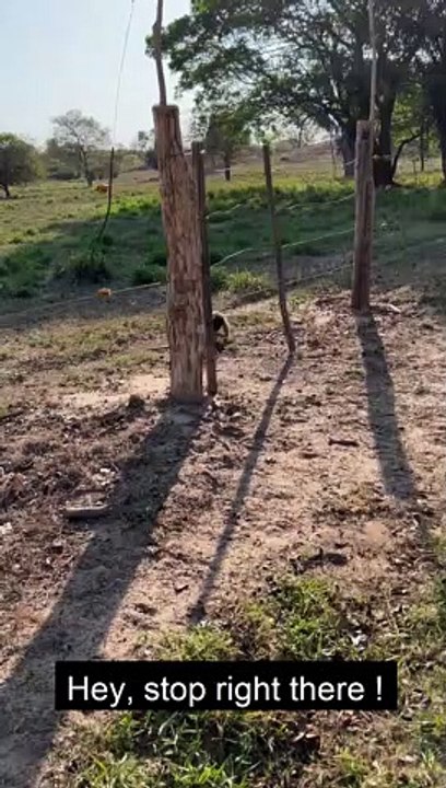 Anteater Follows Instructions