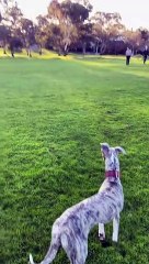 Whippet Zoomies at Seeing Her Friend