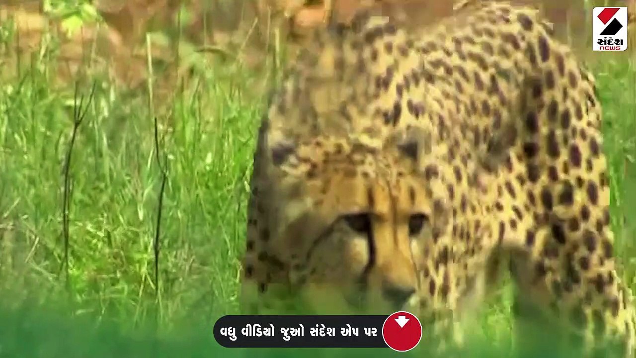 કૂનો નેશનલ પાર્કમાં PM મોદીએ 8 ચિત્તાઓને છોડ્યા