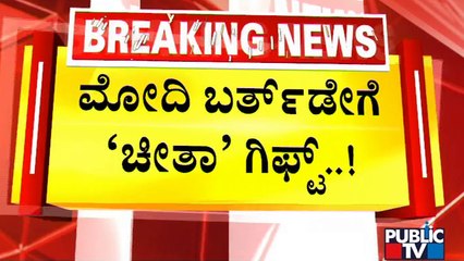 On PM Narendra Modi's Birthday, India Gets Gift Of Cheetahs | Public TV