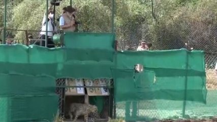 PM Modi releases cheetahs at their new home Kuno National Park
