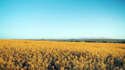 Beautiful Canola Flower Fields - Free Stock Video - No Copyright Video - Romance Post BD