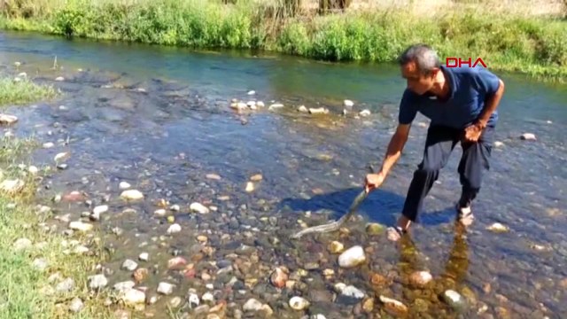 Atık lastik çöplüğüne dönmüştü: Aynı derede balık ölümleri