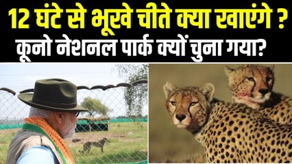 Cheetahs in Kuno National Park: 70 साल बाद भारत आए चीते क्या खाएंगे, कूनो पार्क में ही क्यों रखा गया?