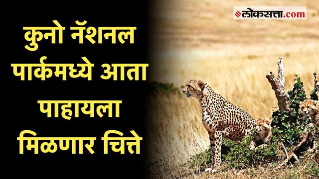 पंतप्रधान मोदींच्या हस्ते कुनो नॅशनल पार्कमध्ये सोडण्यात आले चित्ते