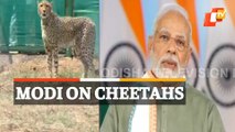 PM Modi's Address After Releasing Cheetahs At Kuno National Park