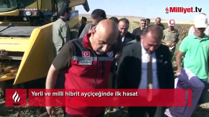 İki Bakan biçerdövere bindi! Yerli ve milli hibrit ayçiçeğinde ilk hasat