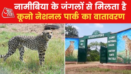 Download Video: Why African Cheetahs have been in kept in Kuno national Park