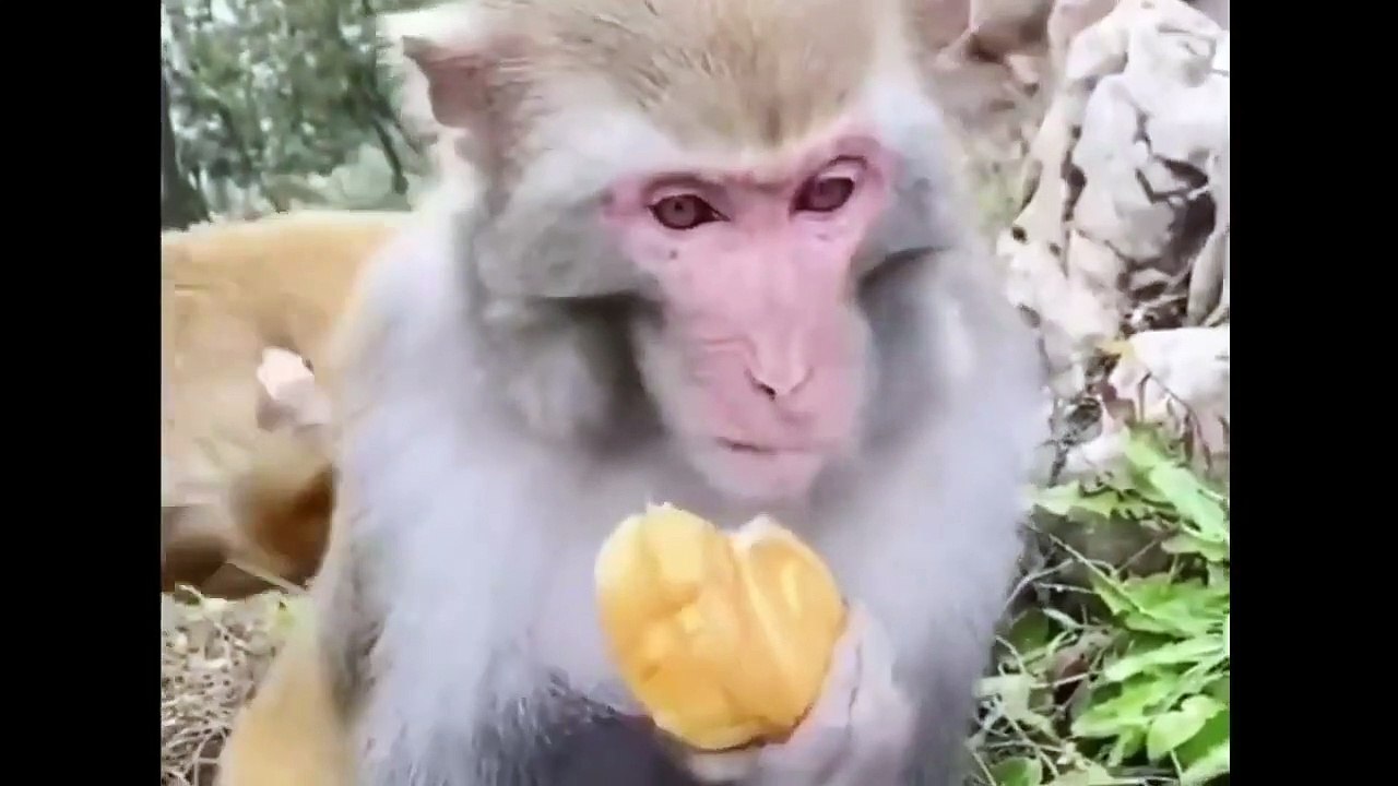 Funny Cats and Dogs Videos l Funny Animals videos l Funny Animals animal videos