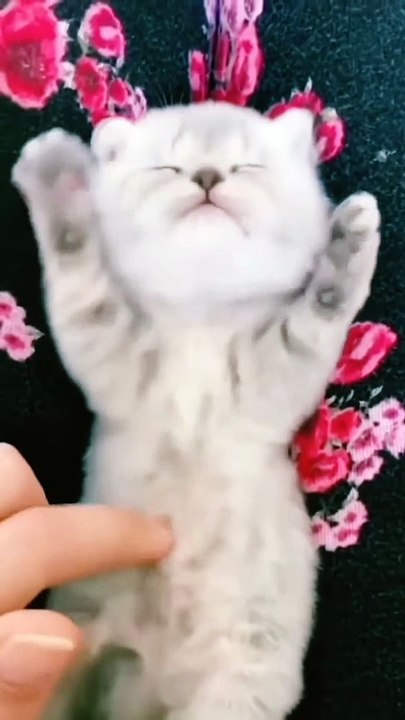 Funny Cats and Dogs Videos