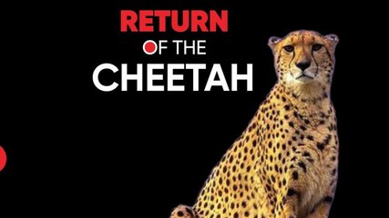 The Cheetahs Are Back: What it will take to make it survive | Nothing But the Truth