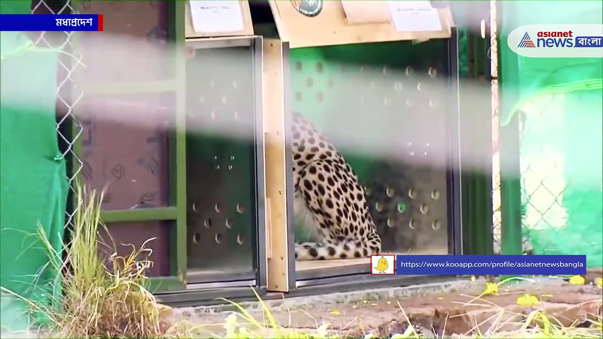 Cheetahs In India : জঙ্গল সাফারির বেশে মোদি, খাঁচা খুলে ছাড়লেন ৮ চিতাকে