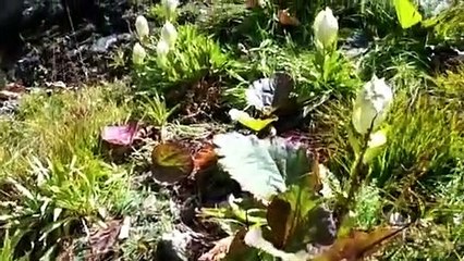 nature of uttarakhand village |Nauture lover