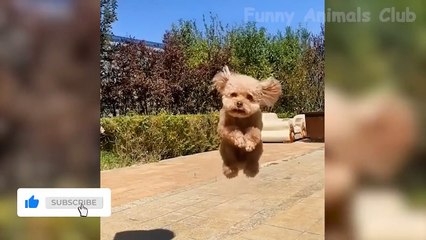 Funny Animal Videos 2022  - Best Dogs And Cats Videos  #21