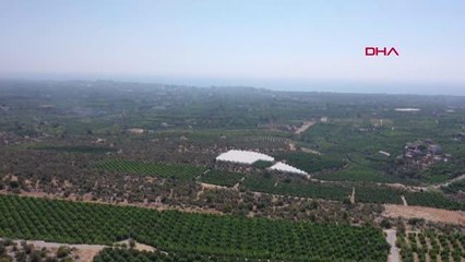 ERDEMLİ'DE LİMON HASADI BAŞLADI