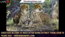 Cheetahs return to India after going extinct there over 70 years ago - 1BREAKINGNEWS.COM