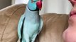 Bath time for my cute bird | Talking Bird | Pets | Parrot | Funny birds | how do birds talk