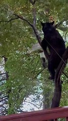 Bear Steals a Snack