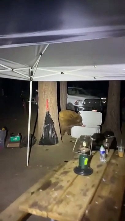 Black Bear Gets to Keep Bread