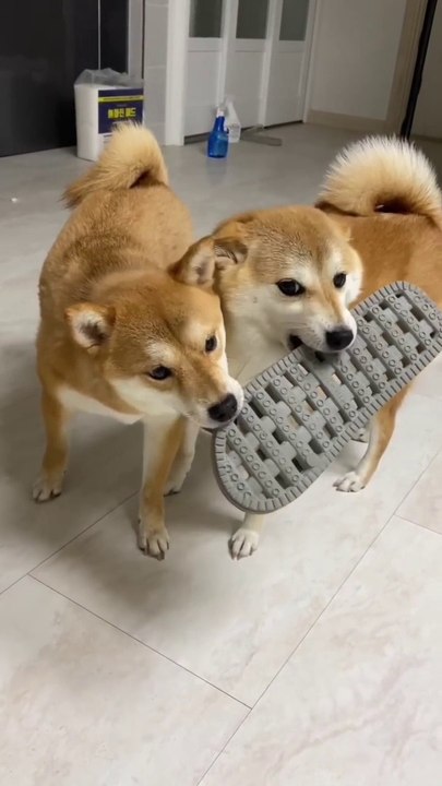 Guess who will win #dog #dogs #dogsofinstagram #dogslover #puppy #puppy #dog #dogsofinstagram #puppylove #dogs #puppiesofinstagram #dogstagram #instadog #puppies #cute #dogoftheday #love #doglover #doglife #doglovers #pet #puppylife #pets #doggo #inst